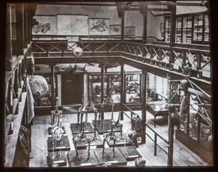 Esposizione di scheletri di moa, 1870